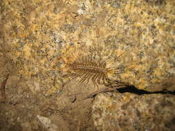 Image of Japanese House Centipede