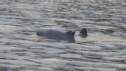 Image of Amazon River Dolphin