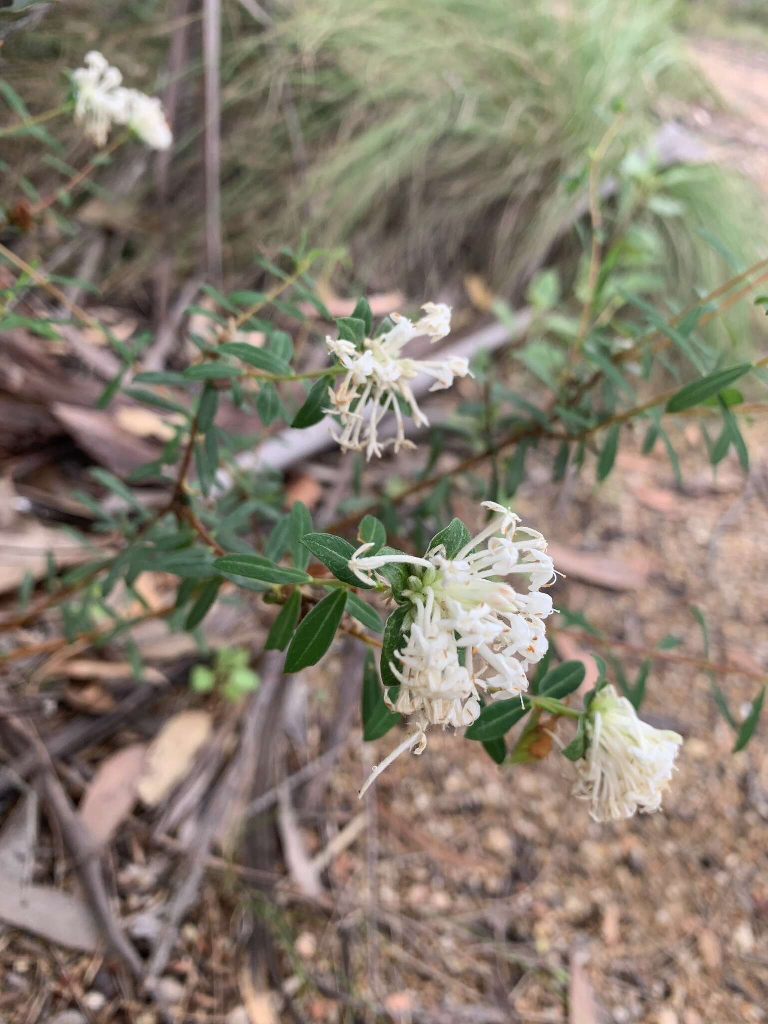 Image of Pimelea linifolia subsp. linifolia