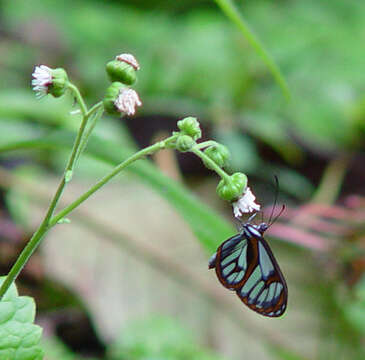 Image of Ithomia terra Hewitson 1852