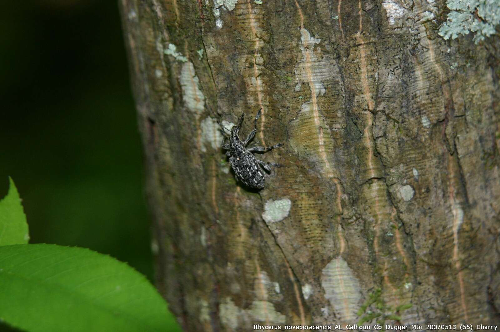 Слика од Ithycerus noveboracensis (Forster & J. R. 1771)