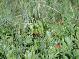 Image of Olive-Haired Swift