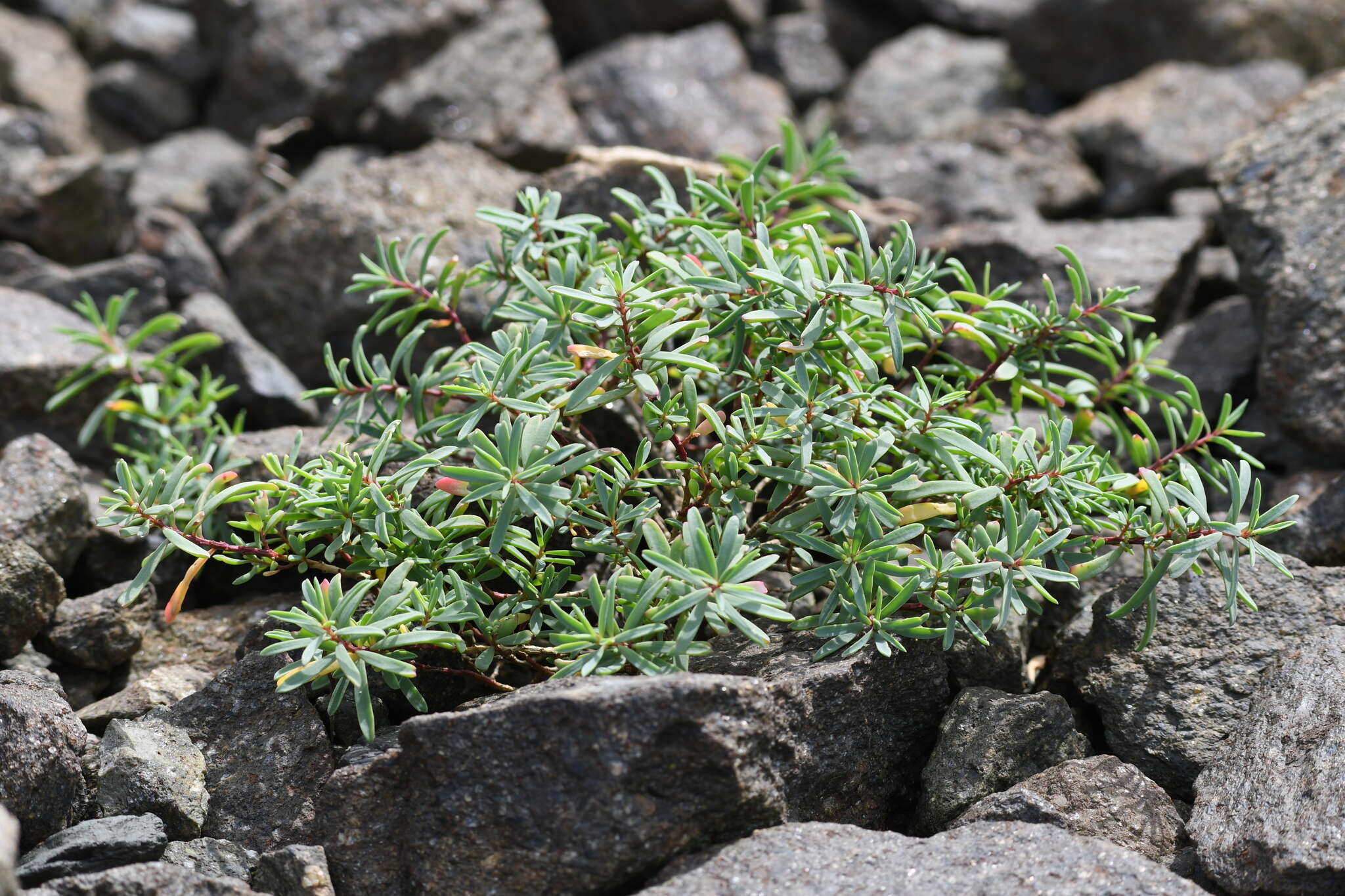 Image de Suaeda australis (R. Br.) Moq.