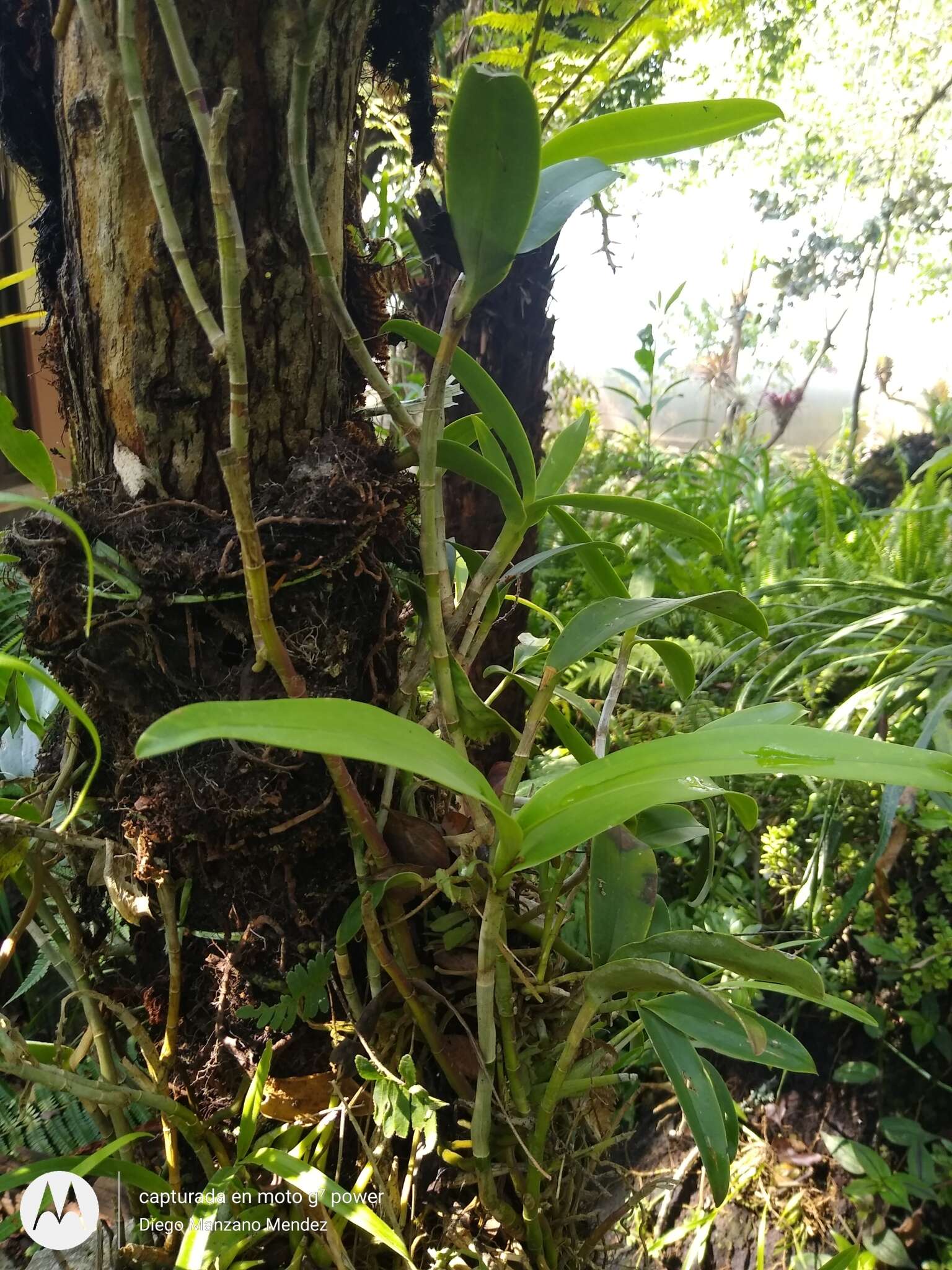 Imagem de Epidendrum radioferens (Ames, F. T. Hubb. & C. Schweinf.) Hágsater