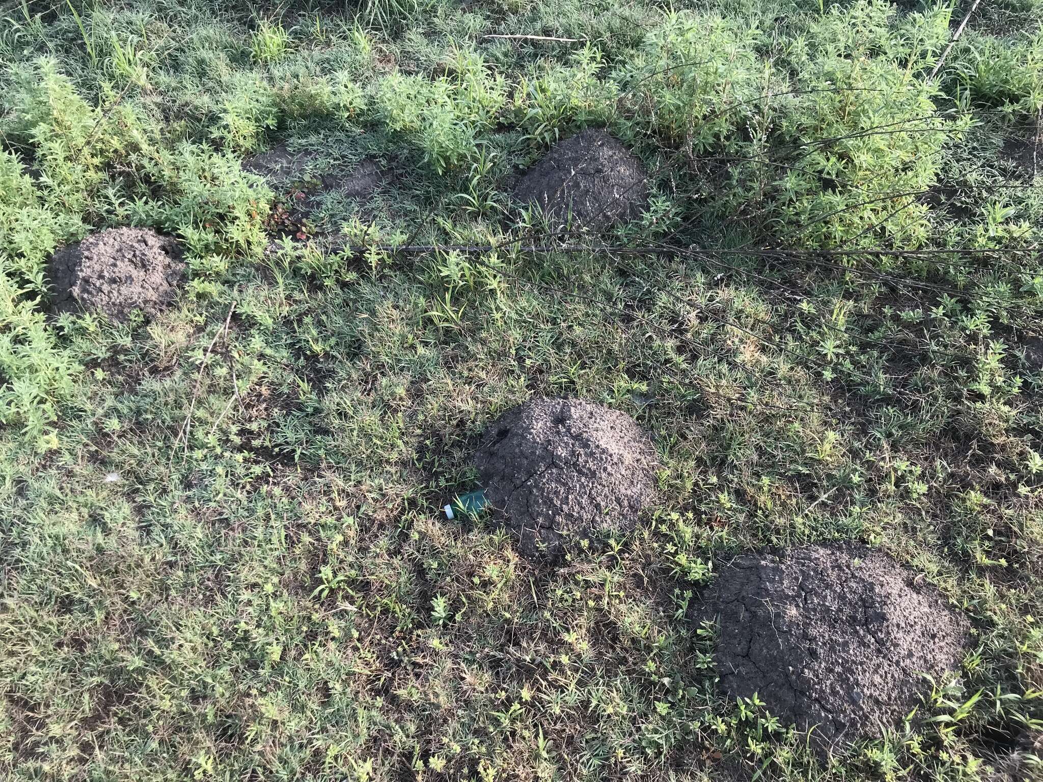 Image of pocket gopher