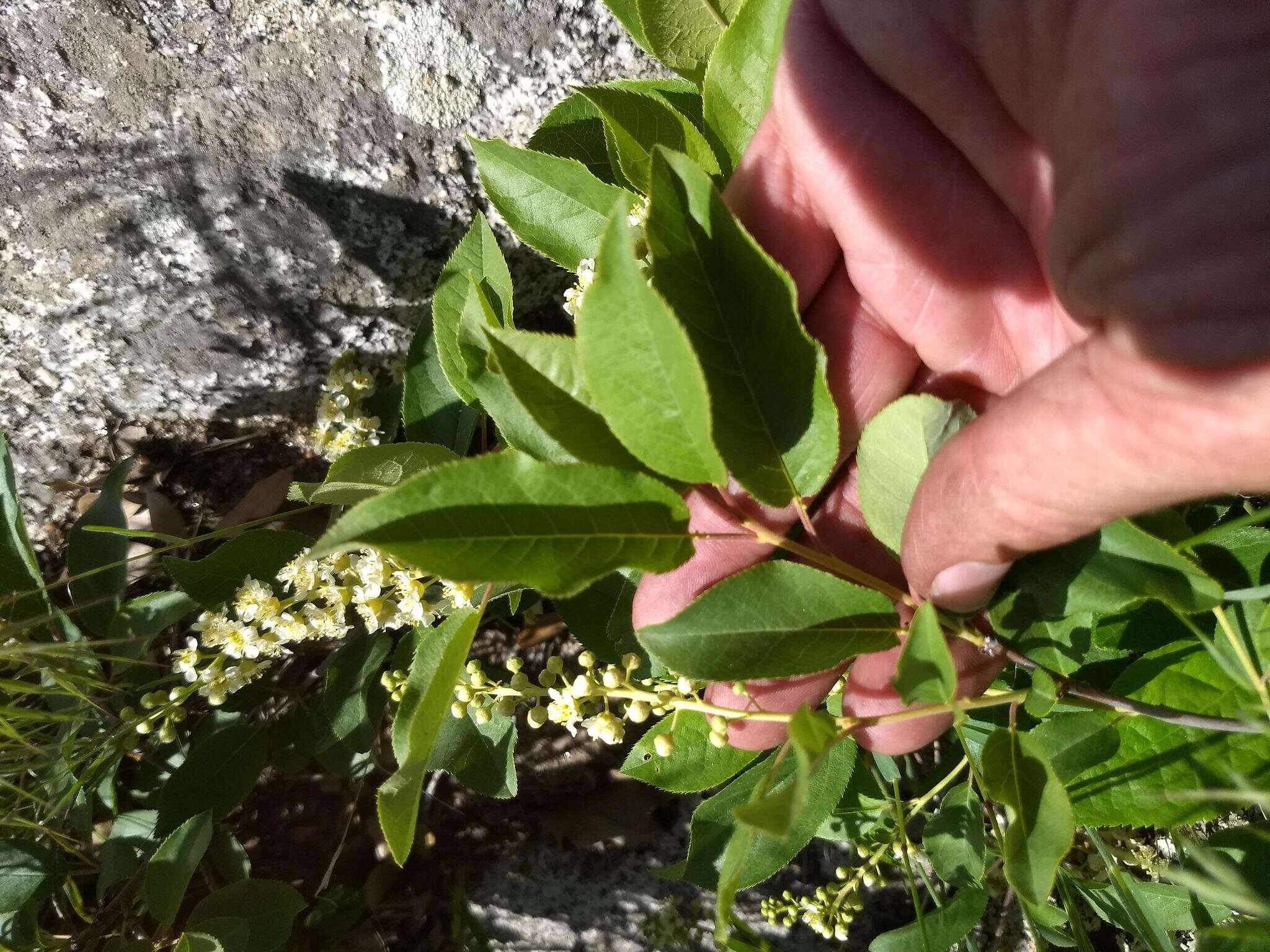 Imagem de Prunus virginiana var. demissa (Nutt.) Torr.