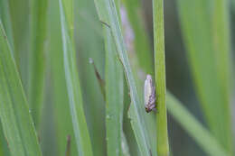 Plancia ëd Handianus (Pycnoides) flavovarius Herrich-Schaeffer 1835