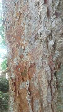 Image of gumbo limbo