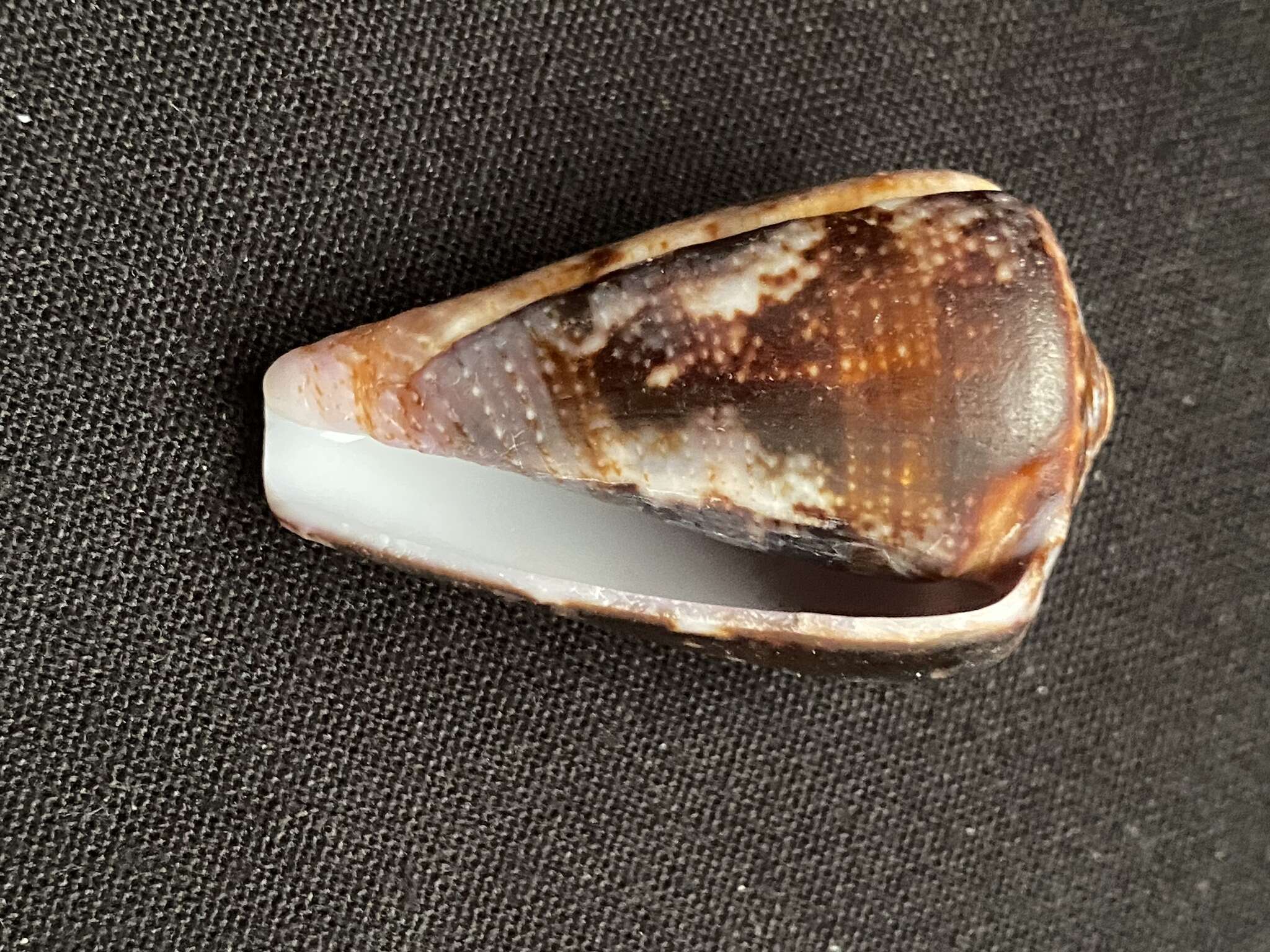 Image de Conus purpurascens G. B. Sowerby I 1833