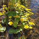 Image of Caltha palustris var. barthei Hance