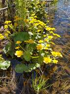 Caltha palustris var. barthei Hance的圖片