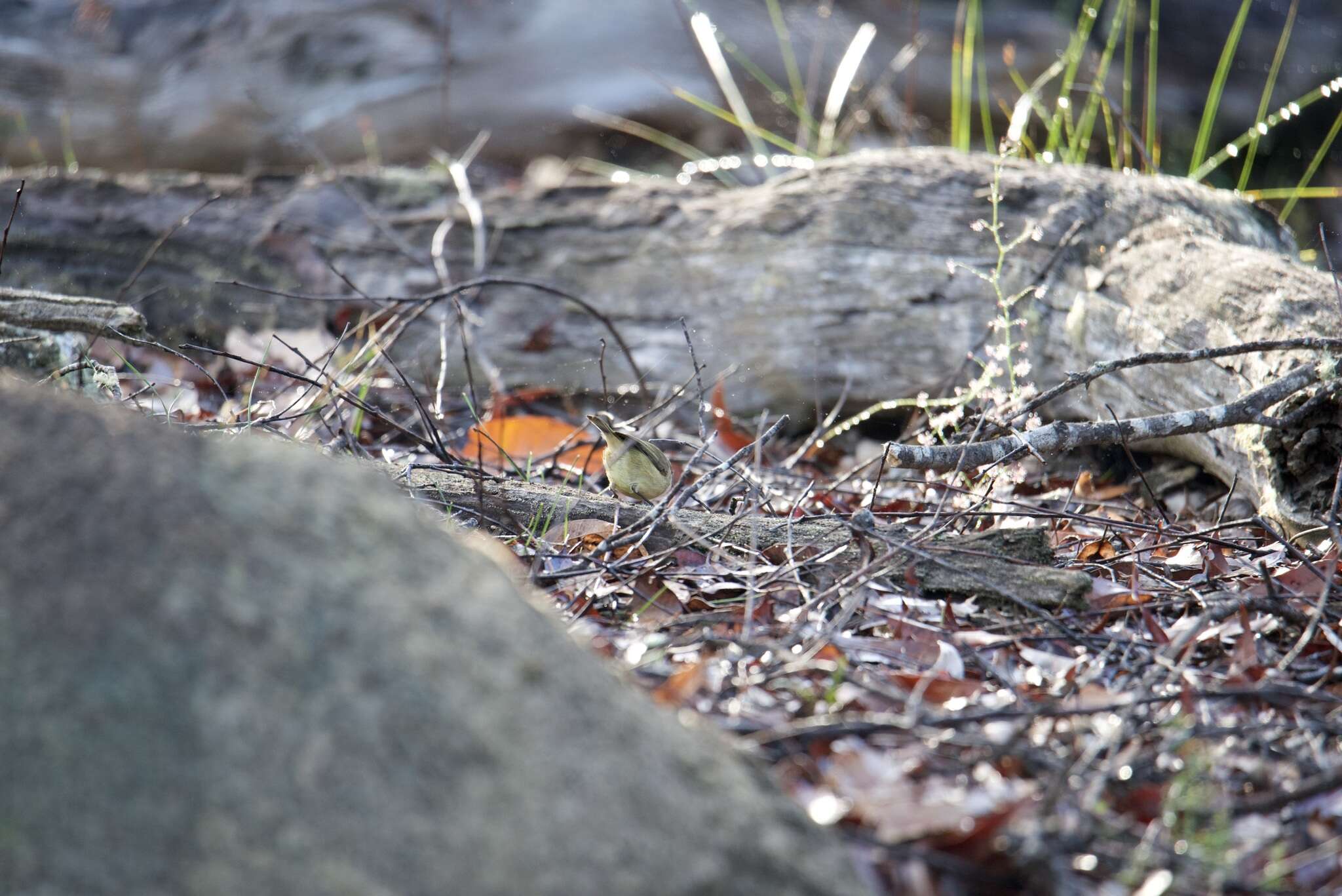 Image of Western Thornbill