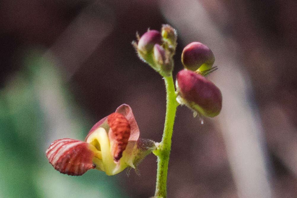 صورة Macroptilium gibbosifolium (Ortega) A. Delgado