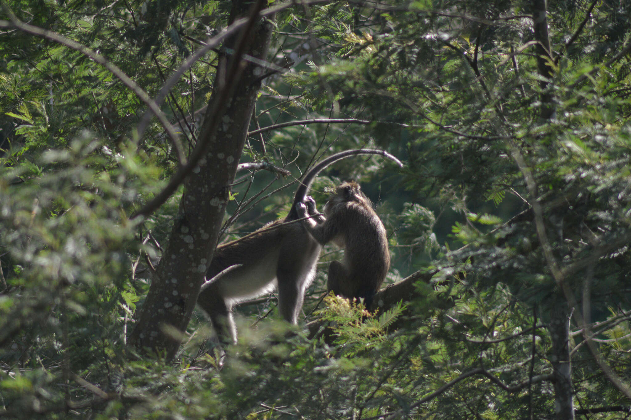 Macaca fascicularis fascicularis (Raffles 1821) resmi