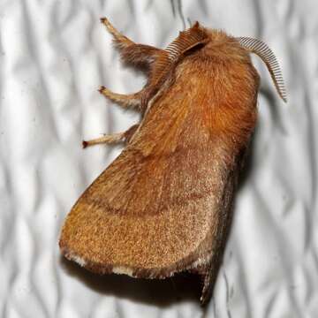 Image of Forest Tent Caterpillar Moth