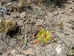 Image of Hypochaeris meyeniana (Walp.) Griseb.