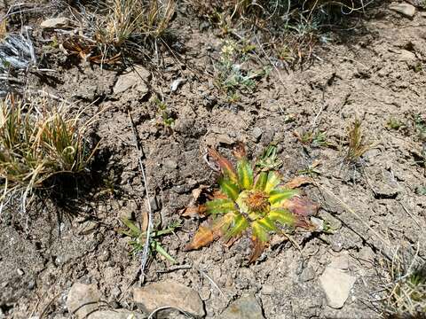 Слика од Hypochaeris meyeniana (Walp.) Griseb.