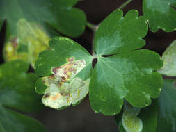 Image of Phytomyza aquilegiana Frost 1930