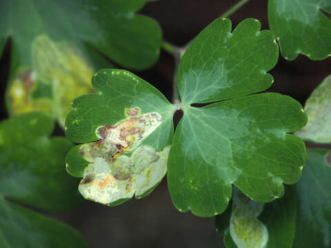 Image of Phytomyza aquilegiana Frost 1930