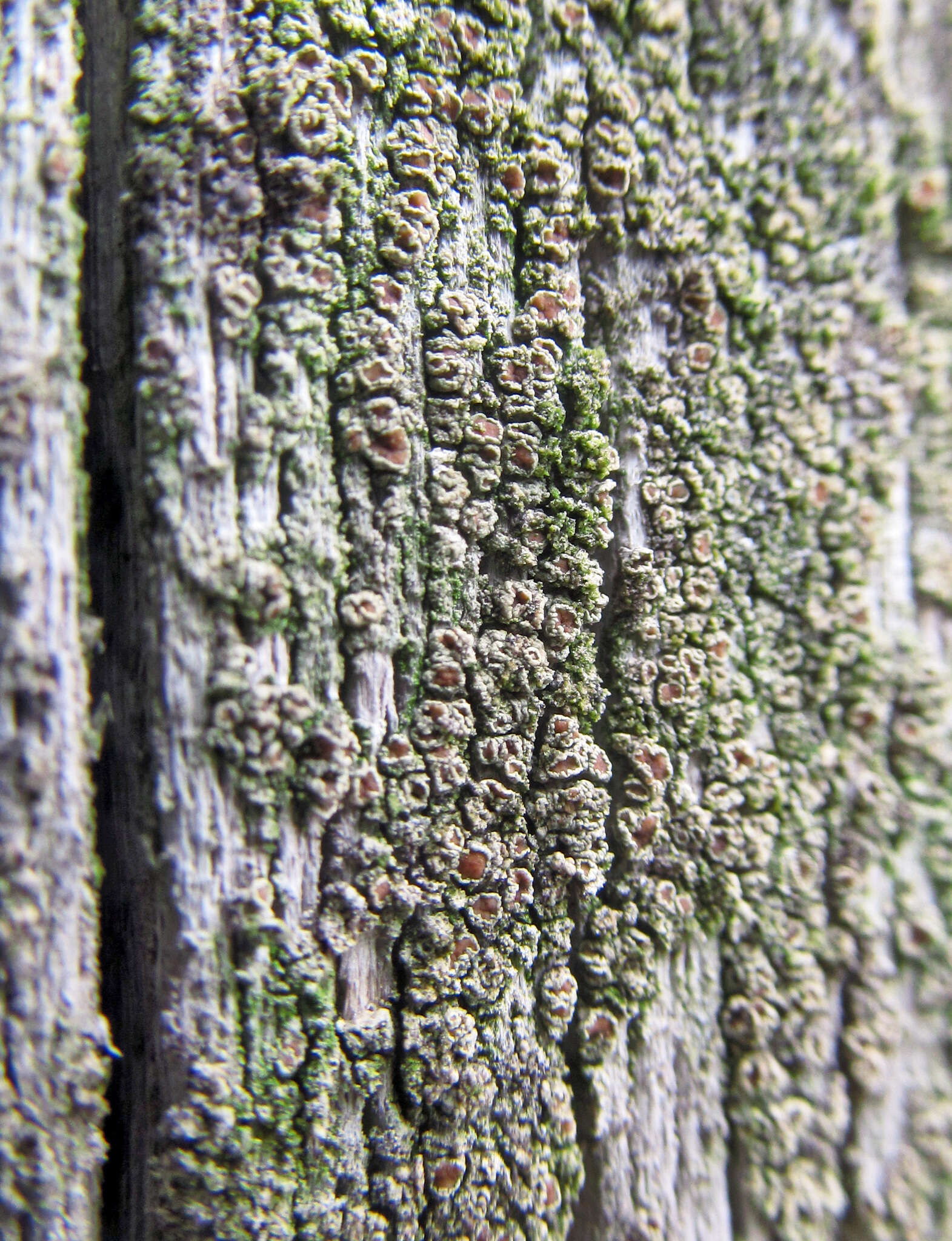 Image of rim lichen