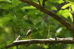 Plancia ëd Pitta brachyura (Linnaeus 1766)