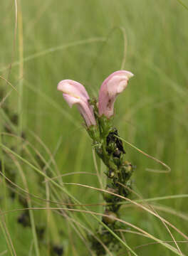 Слика од Pedicularis grandiflora Fisch.