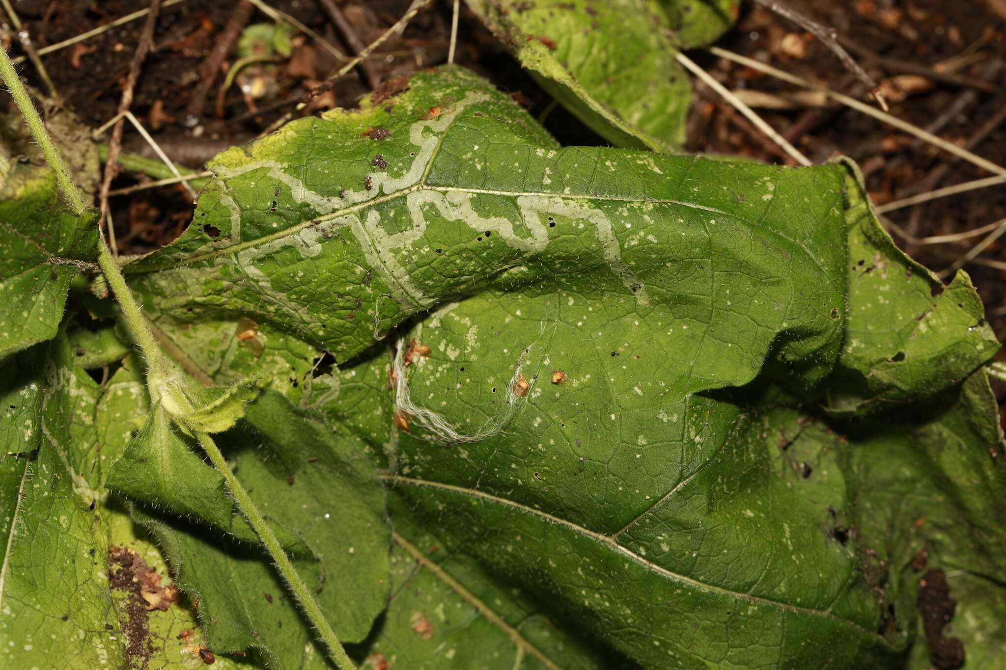 Image of Phytomyza lappae Goureau 1851