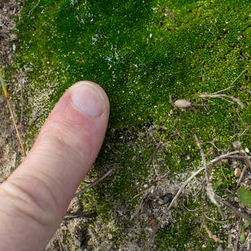 Image of Bryum dunense A. J. E. Smith & H. Whitehouse 1978