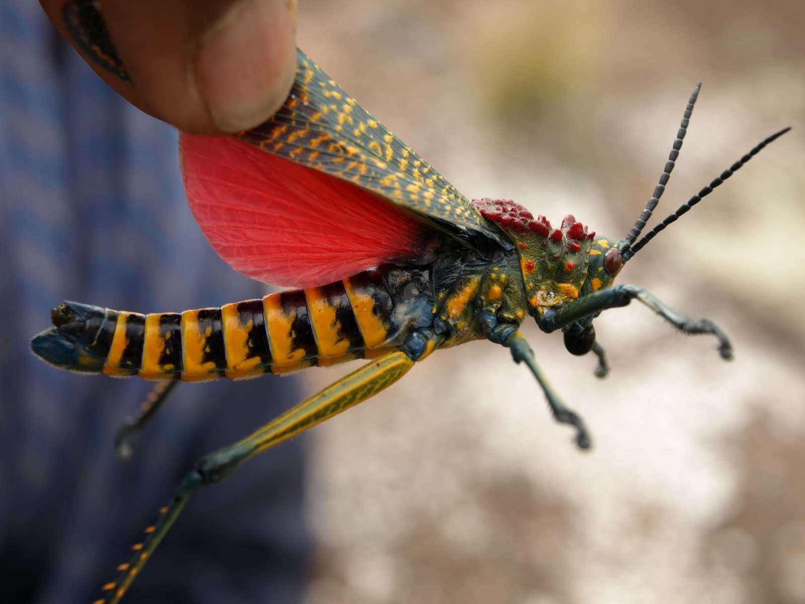 Plancia ëd Phymateus (Phymateus) saxosus Coquerel 1861