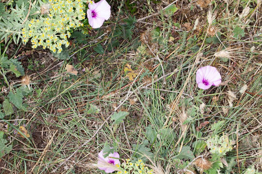 Image of mallow bindweed