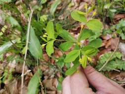 Image of Euphorbia carniolica Jacq.