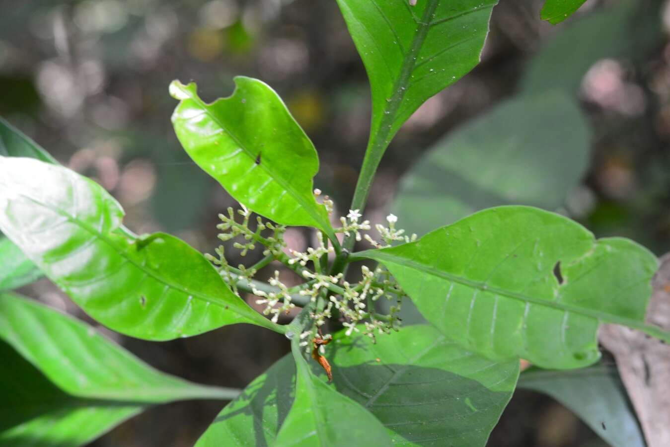 Image of Psychotria trichotoma M. Martens & Galeotti