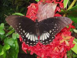 Image de Papilio menatius Hübner 1819