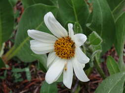 Image of White-Ray Mule's-Ears