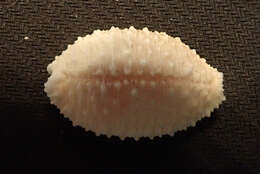 Image of granulated cowry