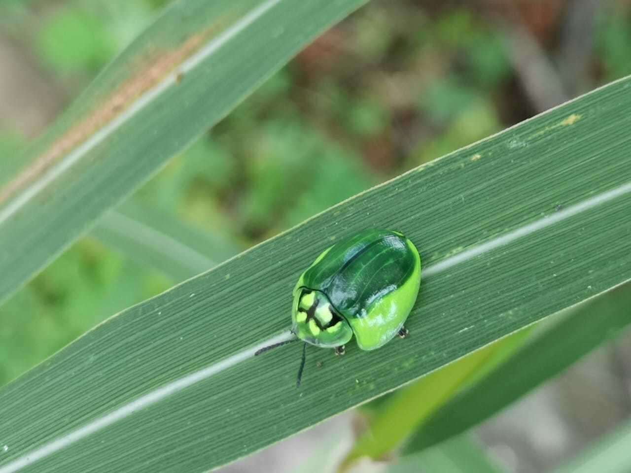 Plancia ëd Physonota calcarata (Boheman 1854)