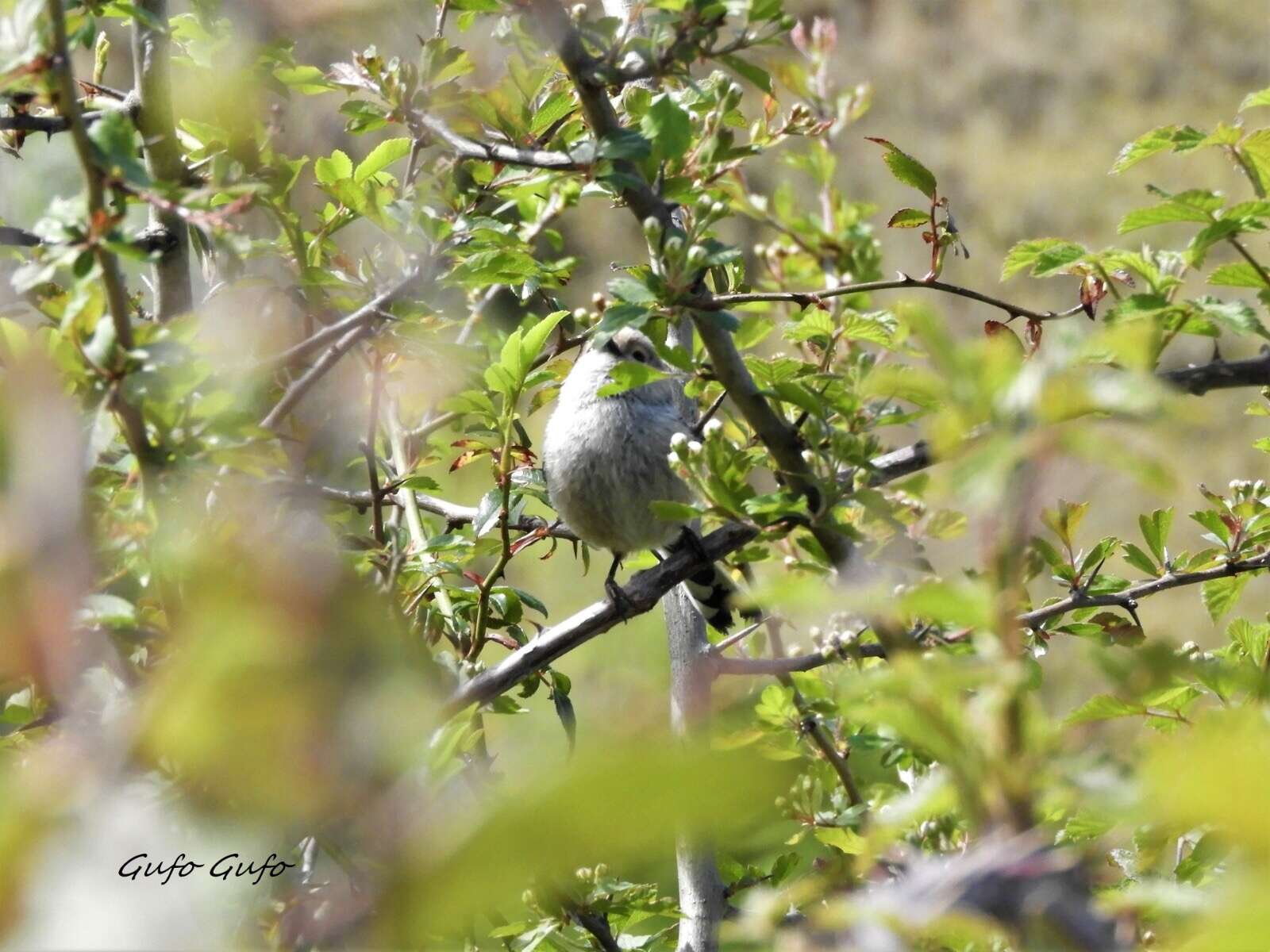 صورة Aegithalos caudatus siculus (Whitaker 1901)