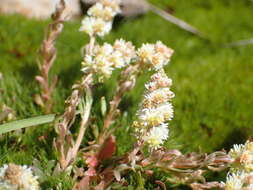 Image of Sesamoides interrupta (Boreau) G. López González