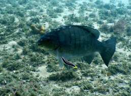 Image of Banana wrasse