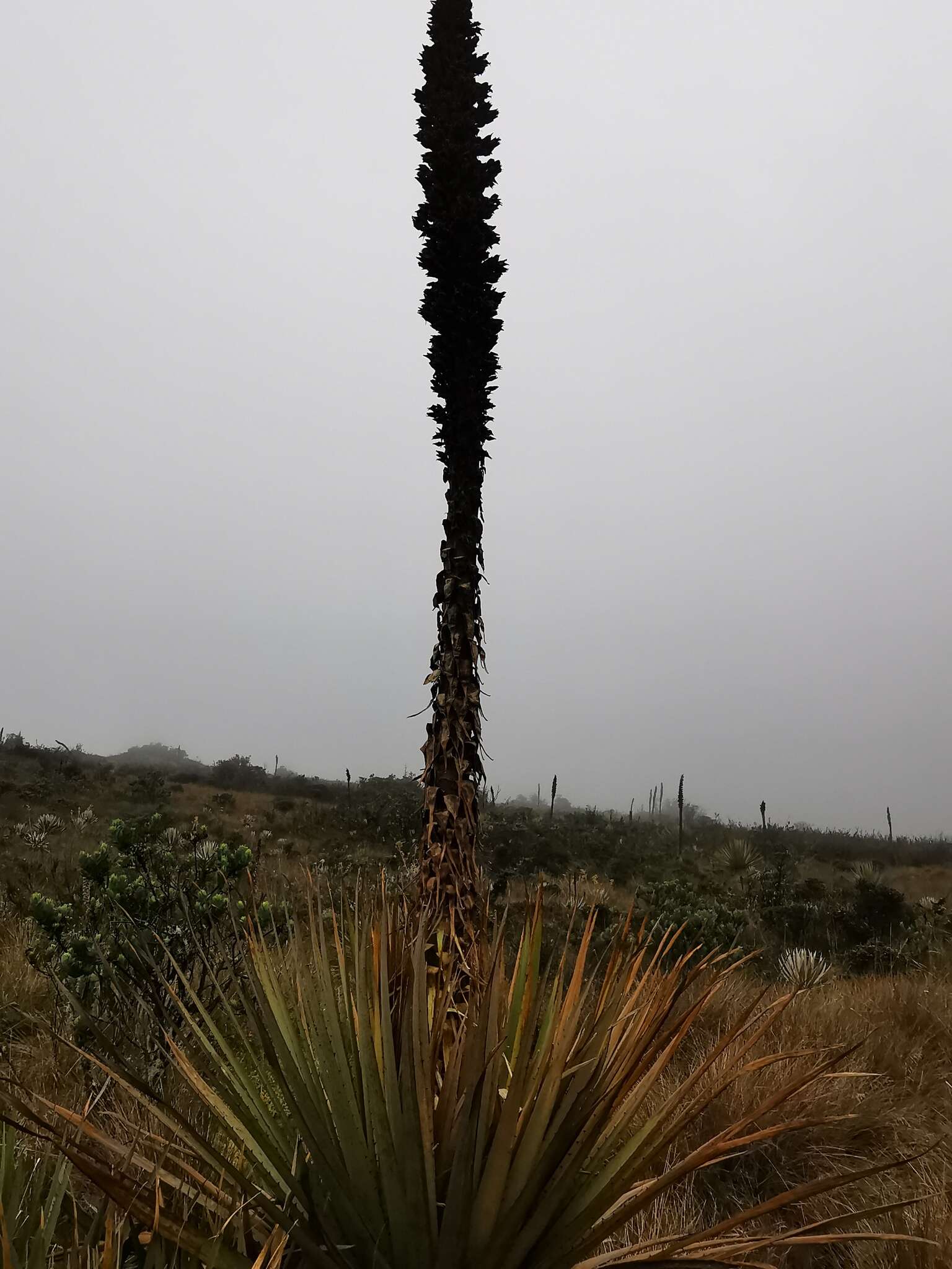 Puya goudotiana Mez的圖片