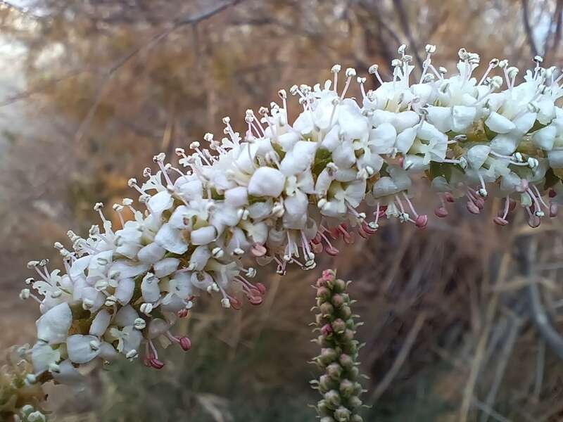 Image of Tamarix boveana Bunge