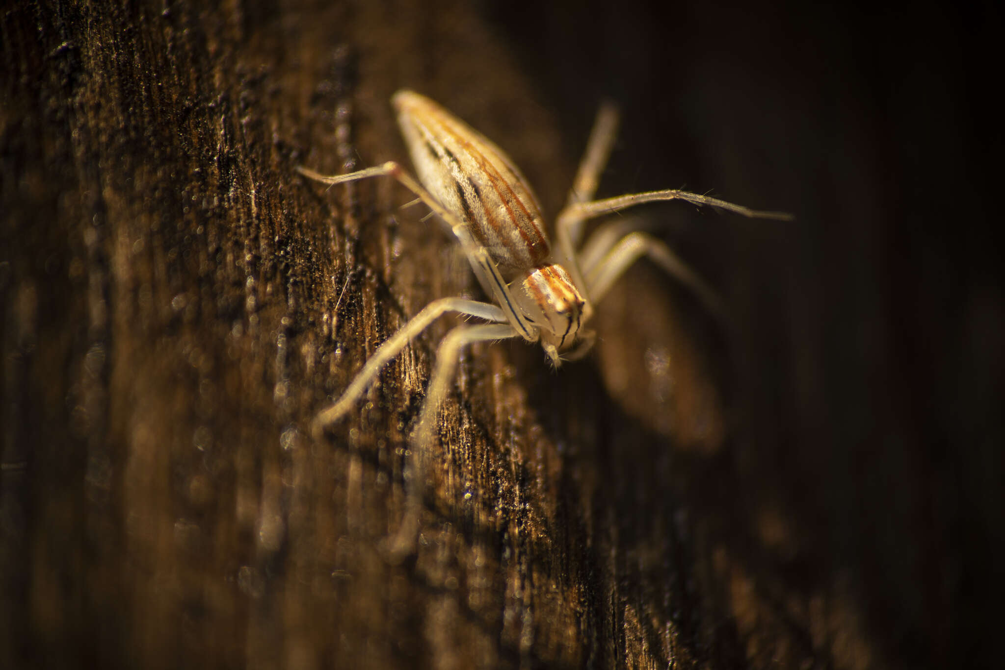 Image of Oxyopes macilentus L. Koch 1878