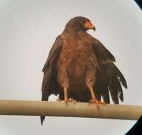 Image of Rufous Crab Hawk