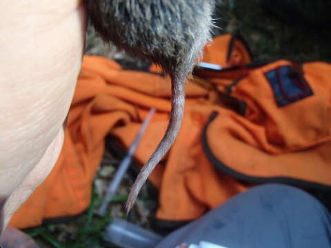 Image of Creeping Vole