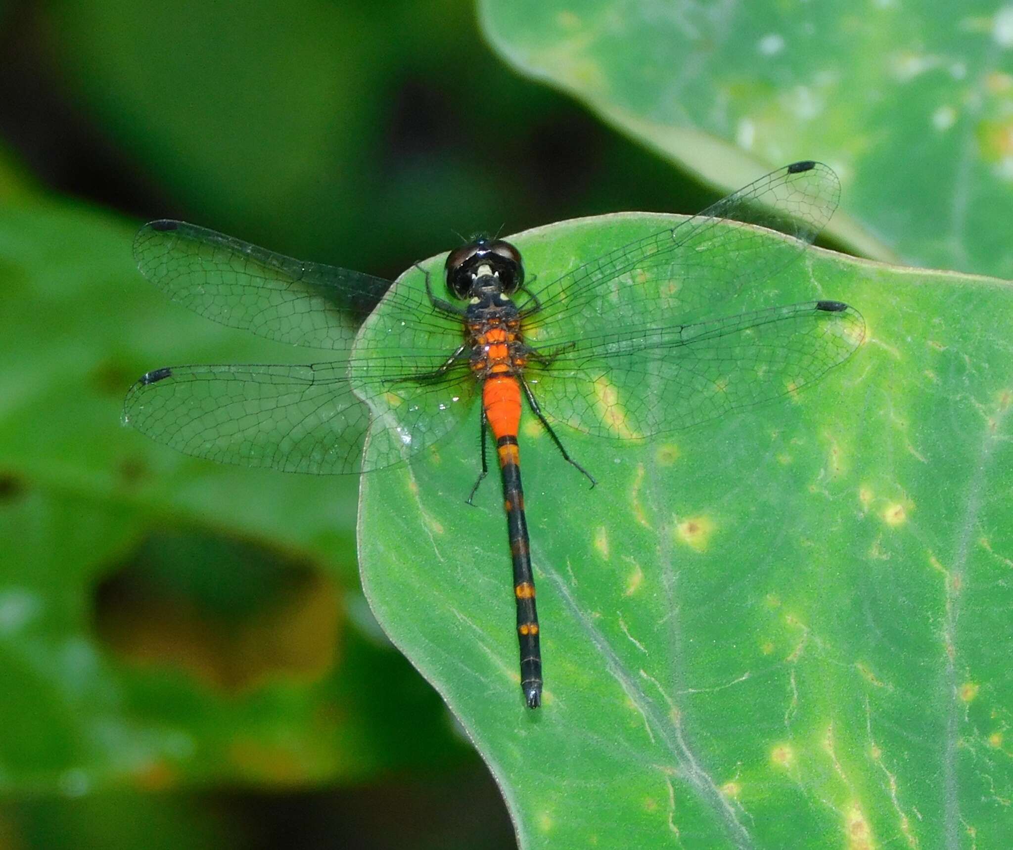 Image of Epithemis mariae (Laidlaw 1915)