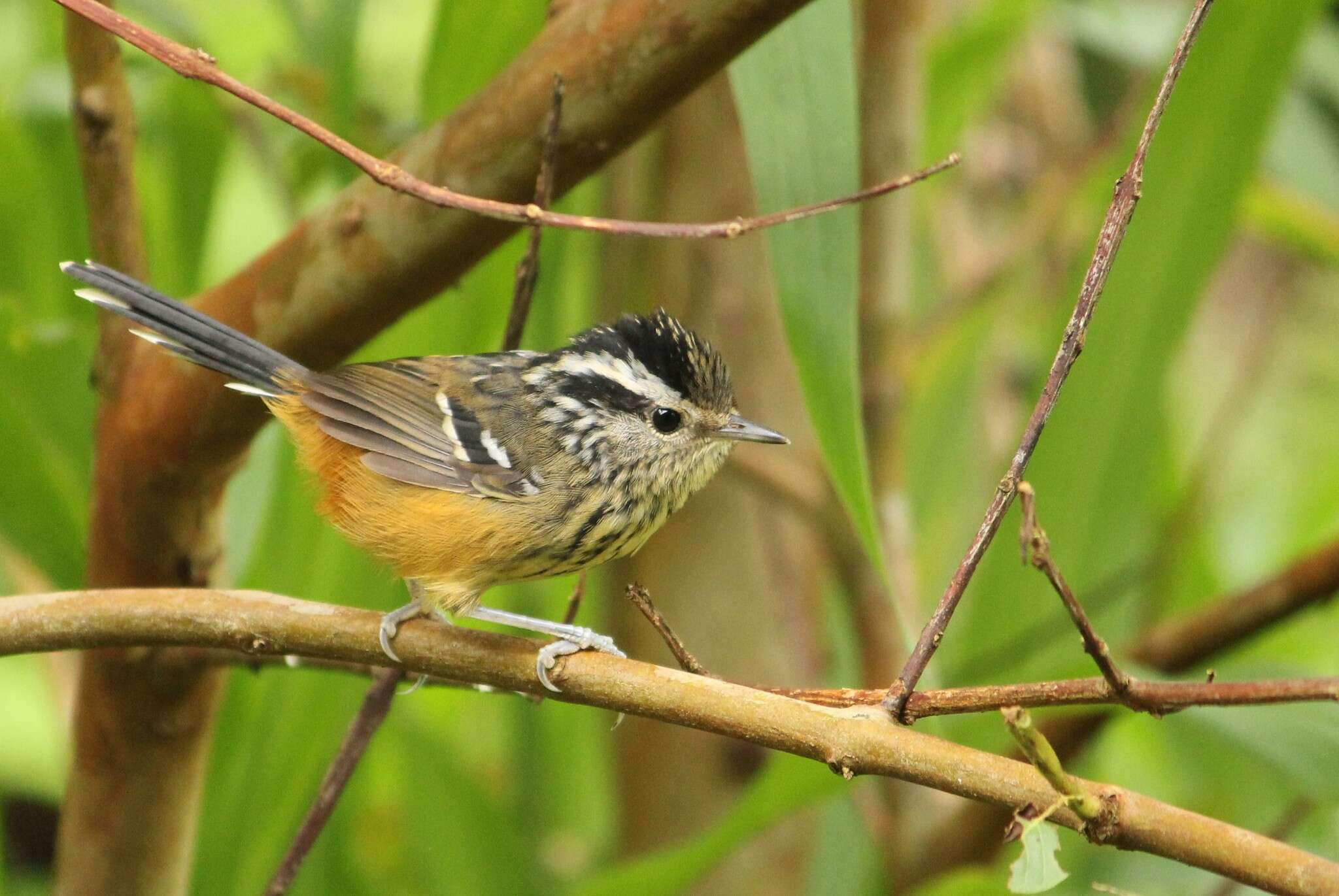 Image of Ochre-rumped Antbird