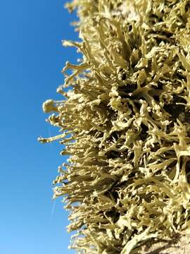 Image of Ramalina capitata (Ach.) Nyl.