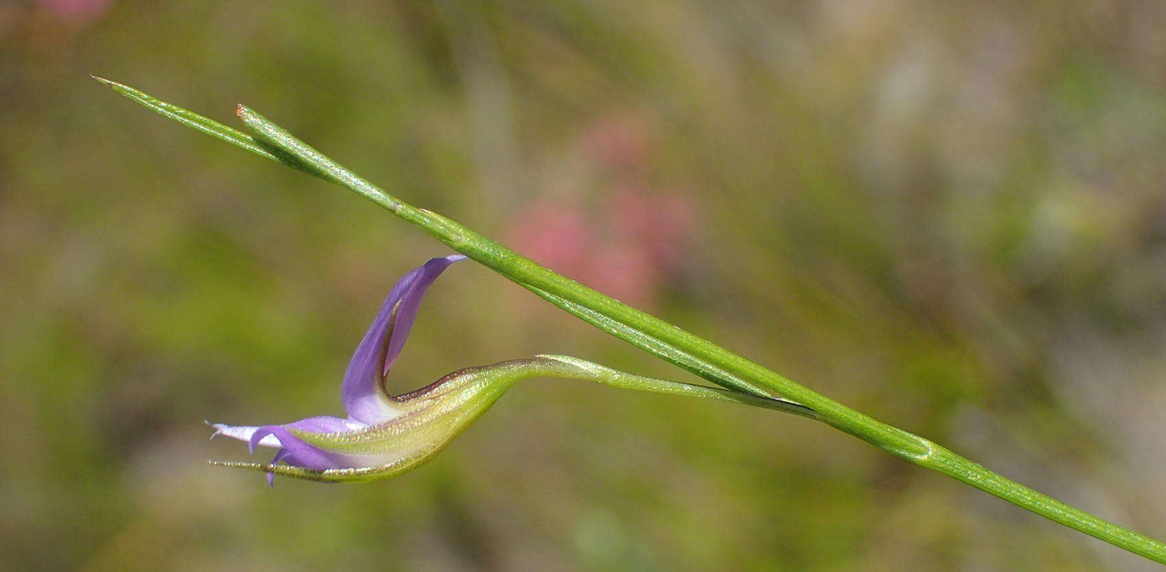 Image of Psoralea trullata C. H. Stirt.