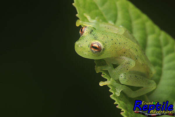 Image of Glass frog