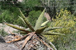 Agave xylonacantha Salm-Dyck resmi